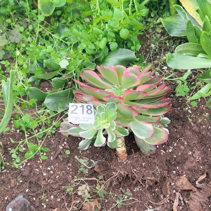 218多肉植物、夜宴