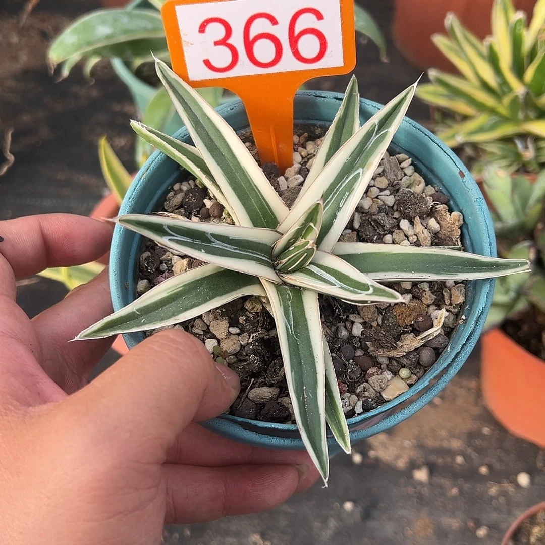冰山龙舌兰非组培