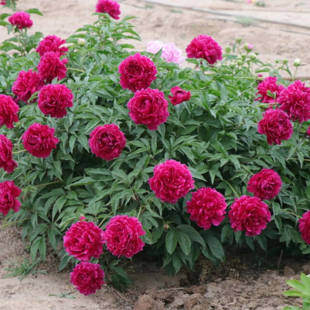 【高杆红】红色芍药大花，菏泽基地直发