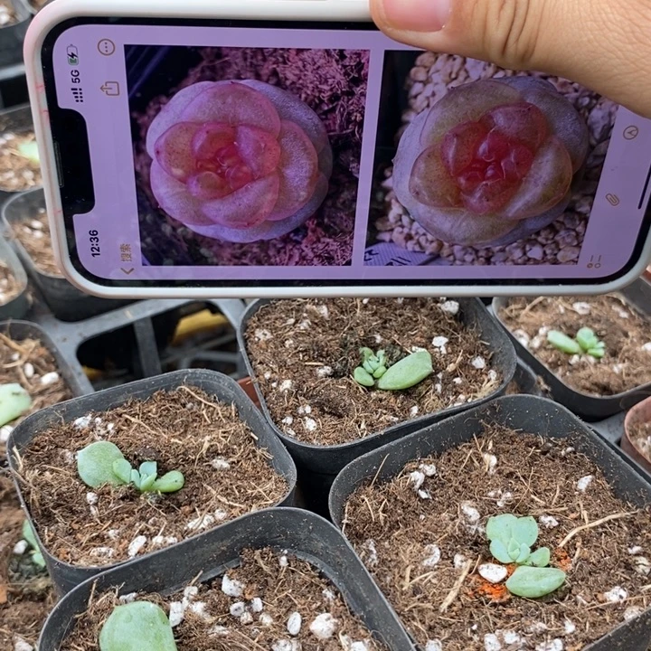 标292星辰一个量拍