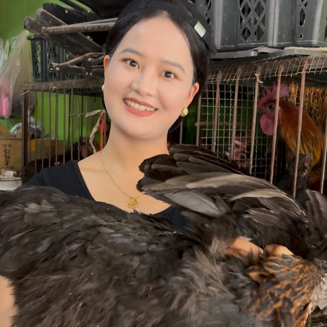 大凉山高山放养彝家正宗土鸡（母鸡）