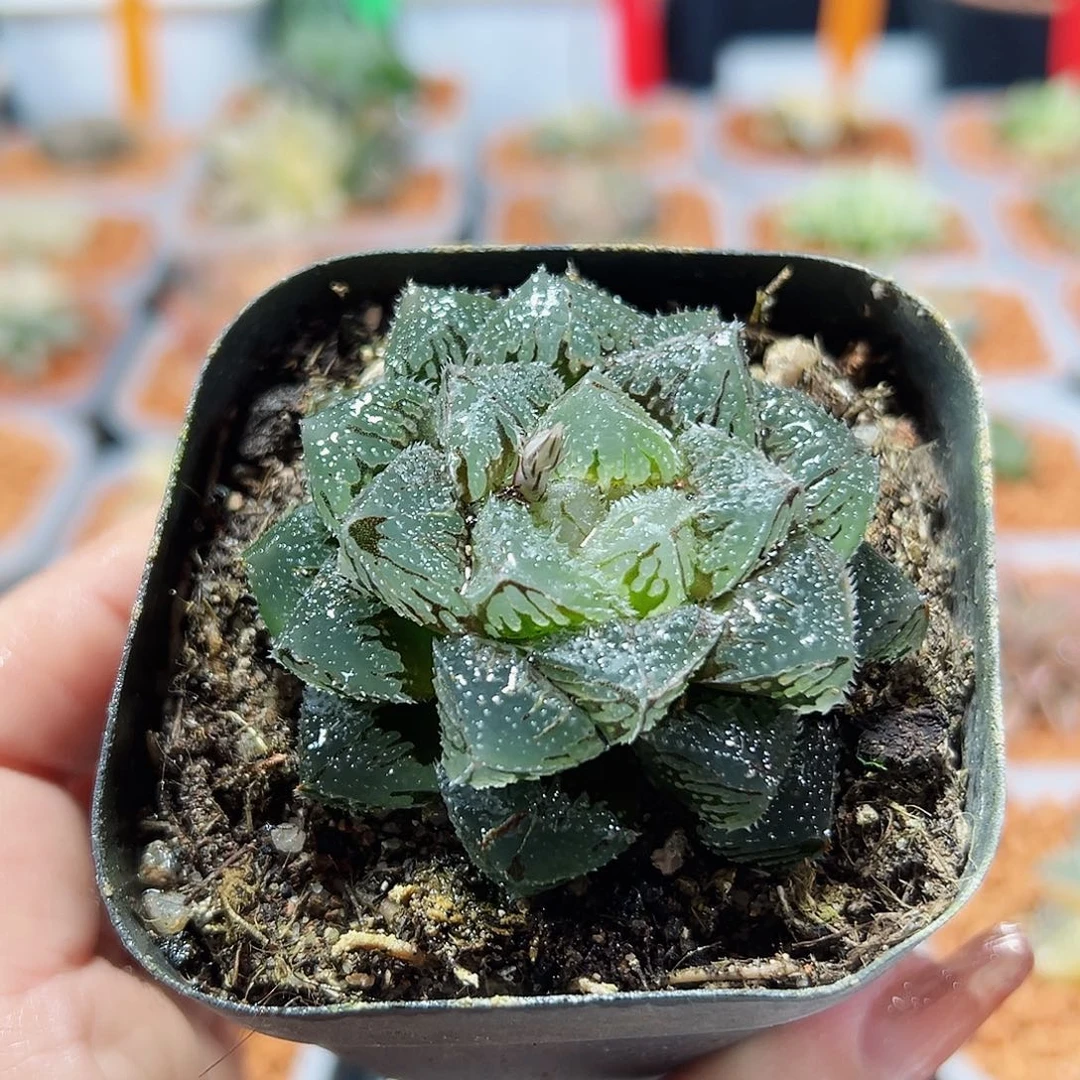 十二卷多肉魔刺玉露