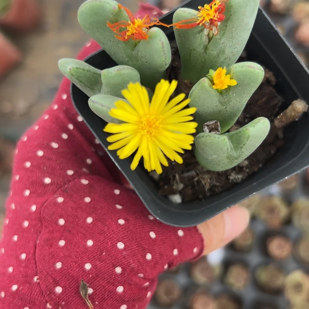 杜恩呃呃呃呃呃呃呃呃呃呃呃