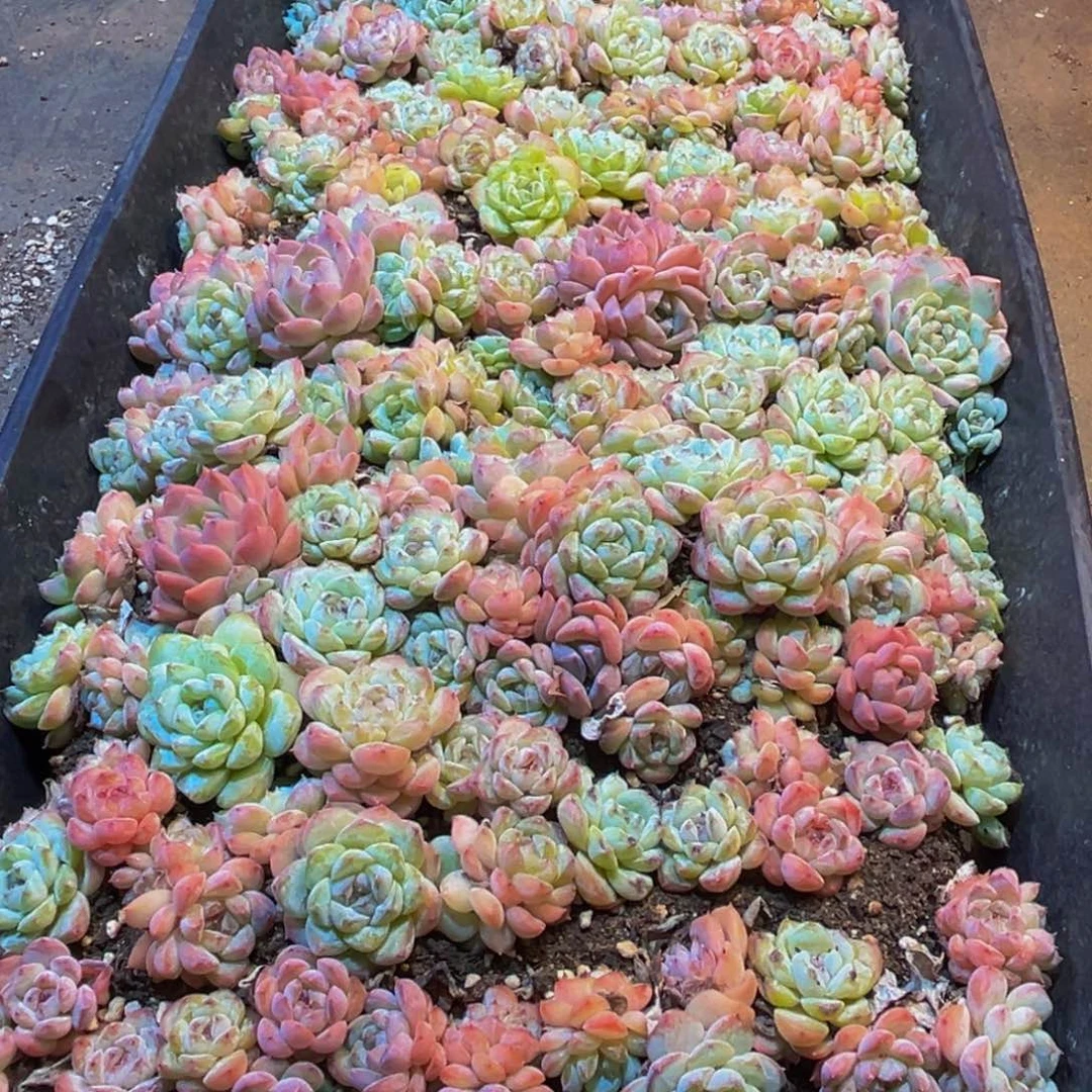 009多肉植物和植物在这里