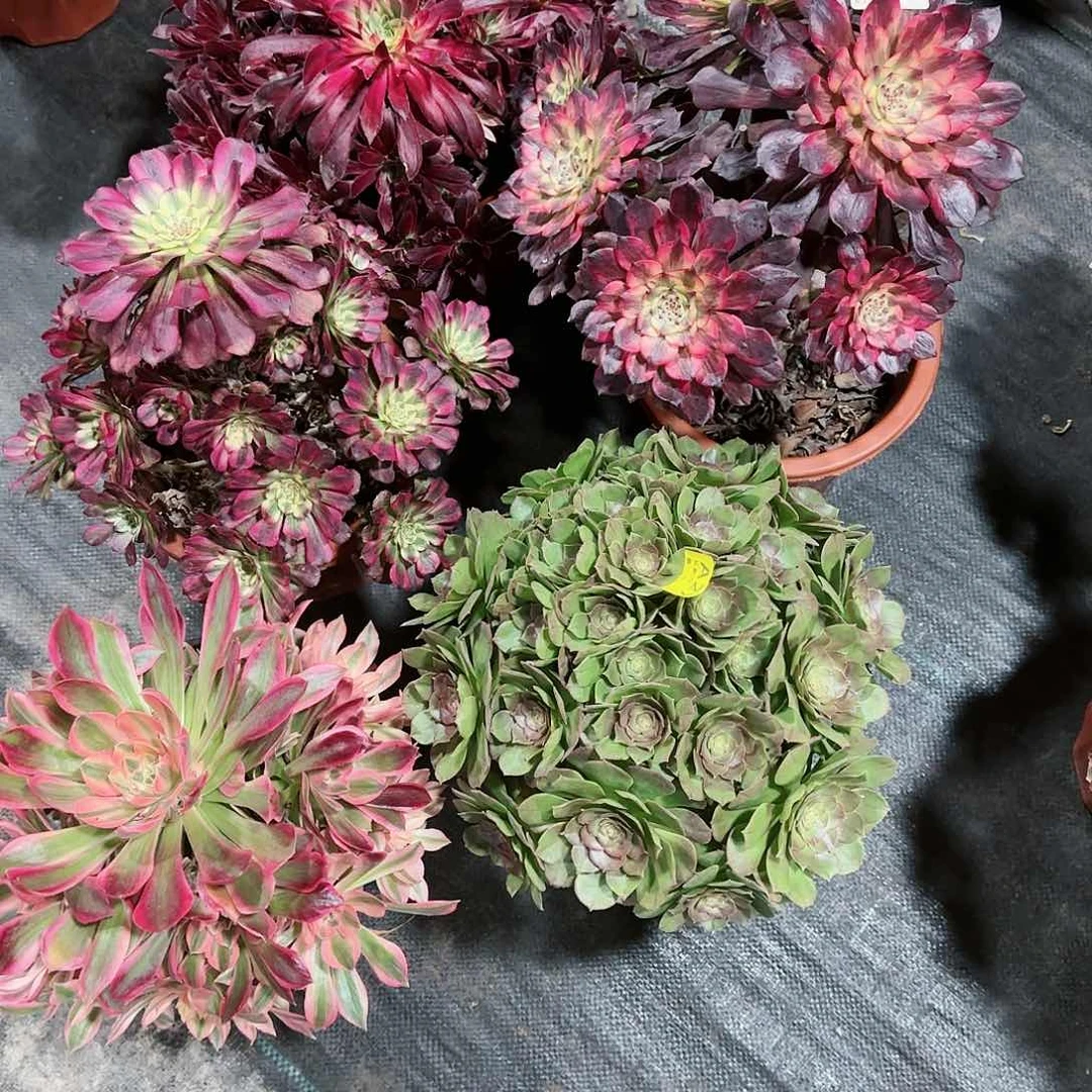 组合法师多肉植物853