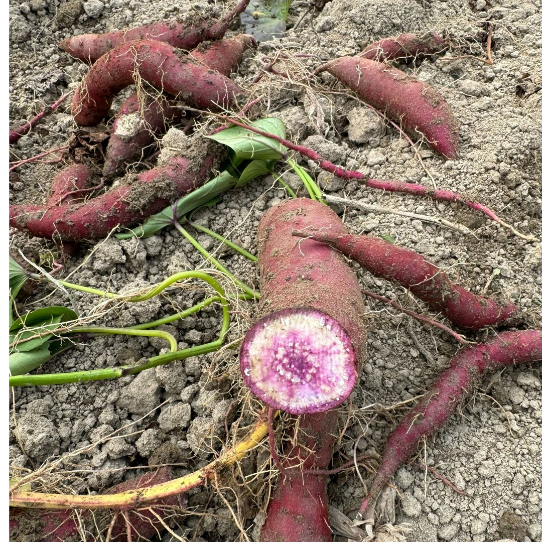 广东信宜现挖冰淇淋番薯