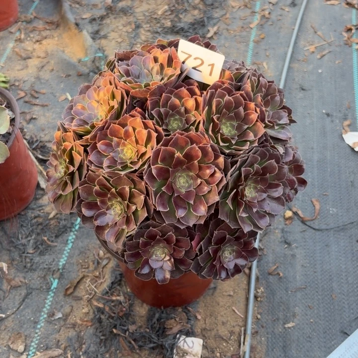 荷兰玫瑰多肉植物不包损721