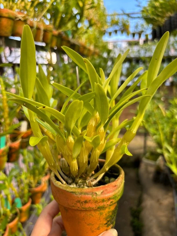 【一物一拍】石斛兰花金钗樱石斛苗盆栽洋兰花卉庭院观赏绿植盆景