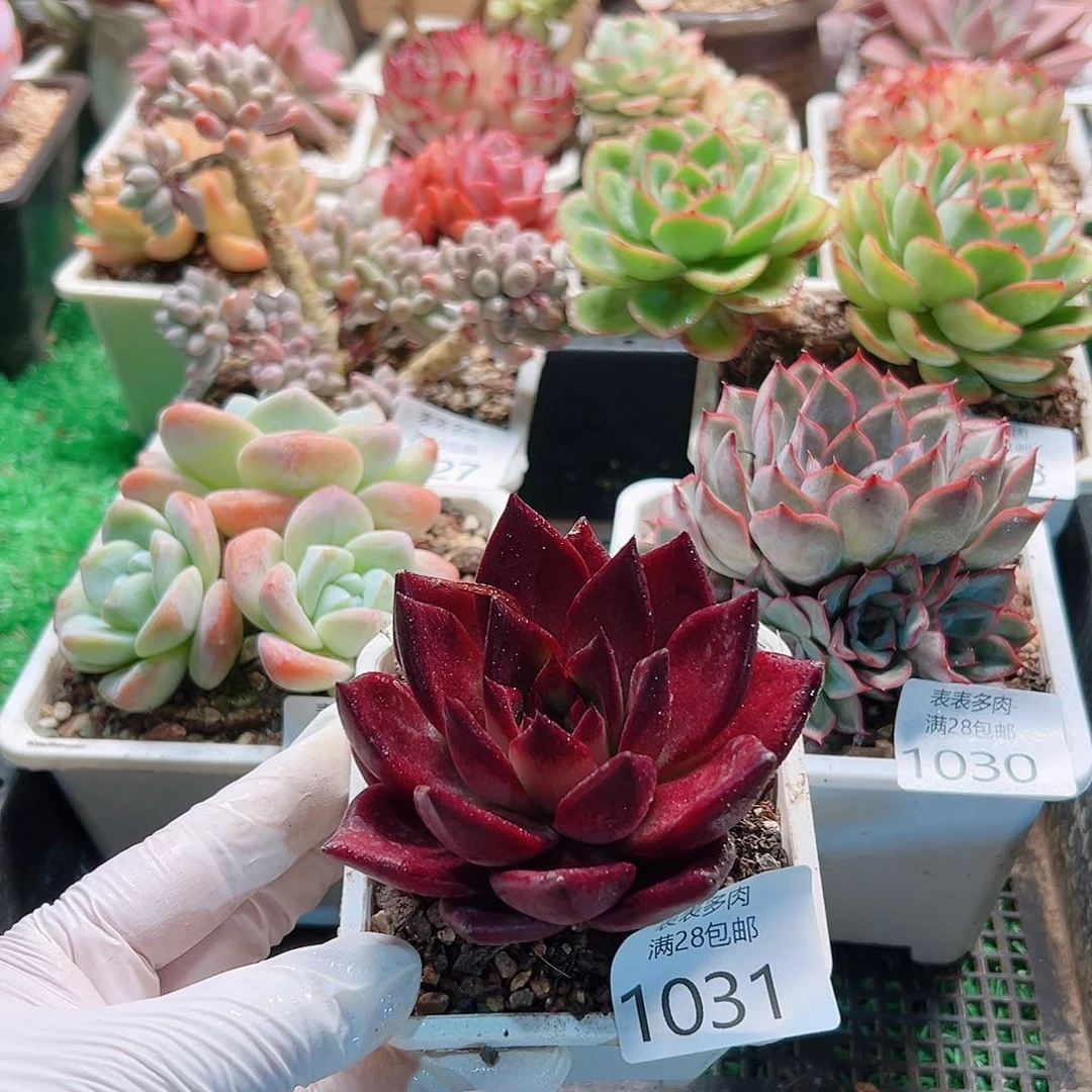 多肉一物一拍植物1031