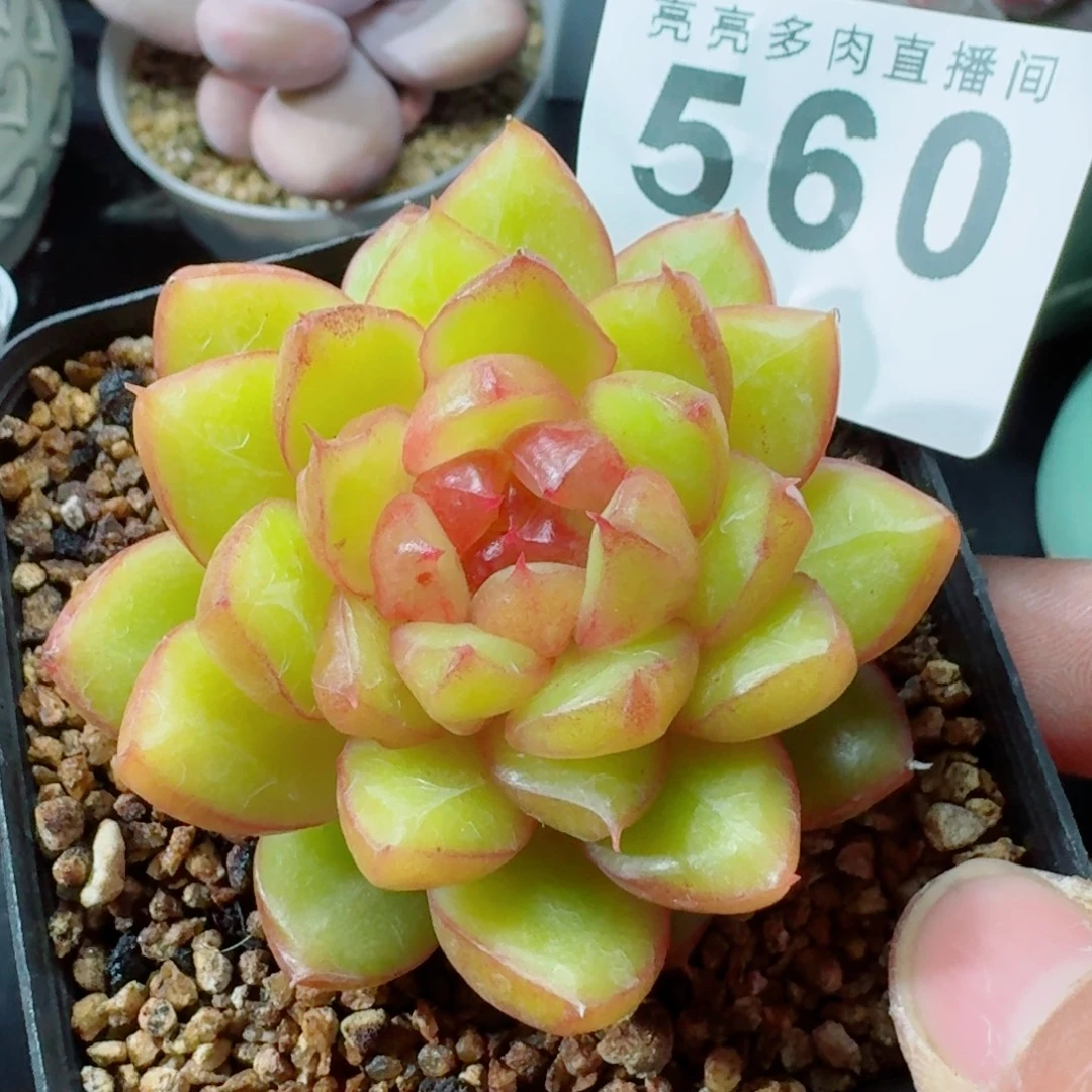 糖果珍妮      愿你一路坦途，乘风破浪展宏图