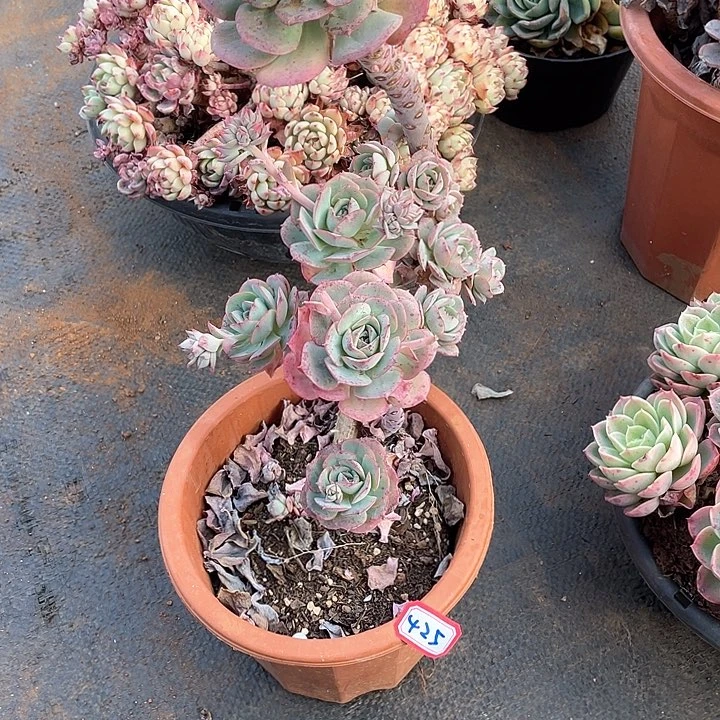 425克罗地亚 一物一拍多肉