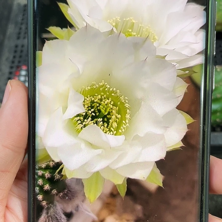 翠柳侧芽歪4公分左右满18包邮