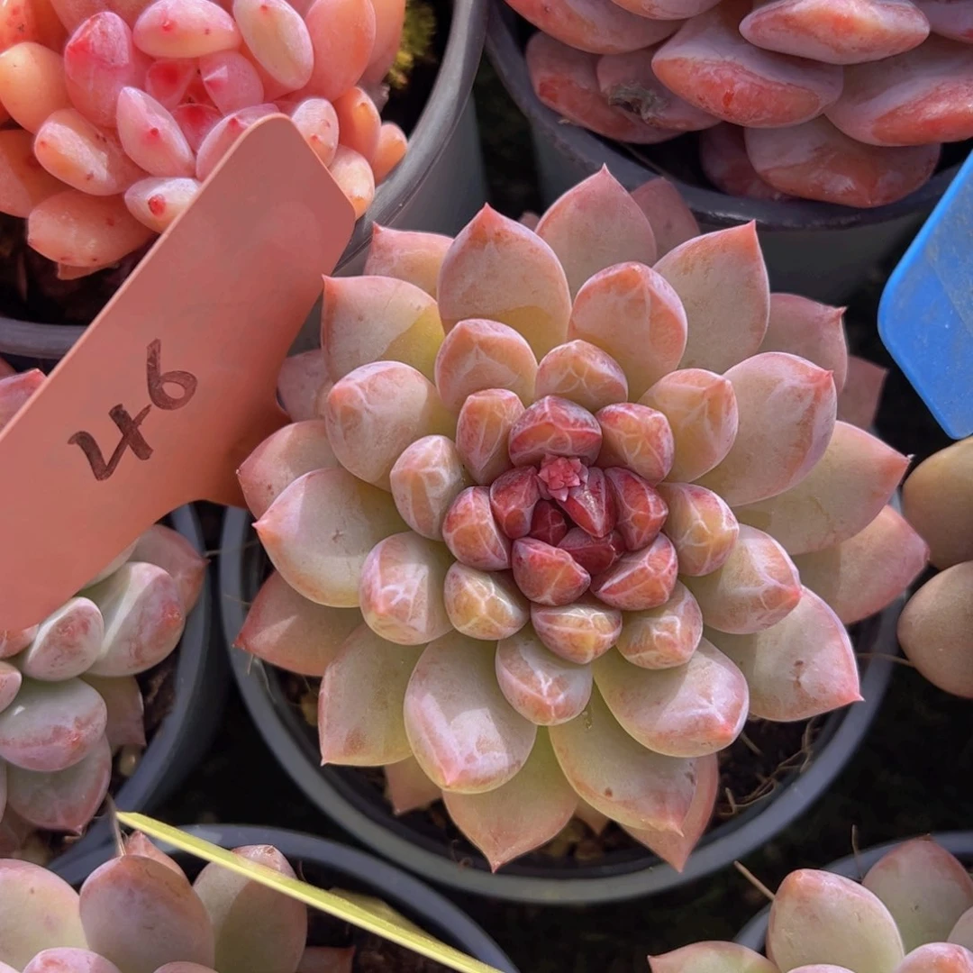 香玉的故事是一个人的