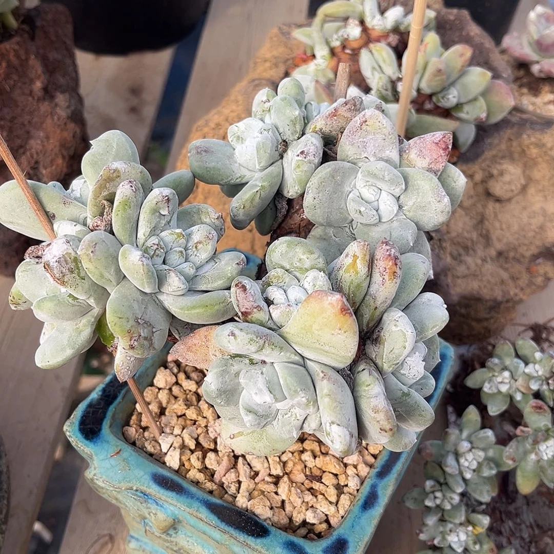 煜***妈小鹿多肉一物一拍新年快乐，样样好