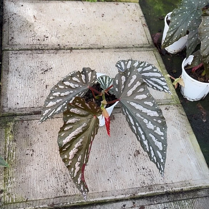 完全开放纪梵希秋海棠