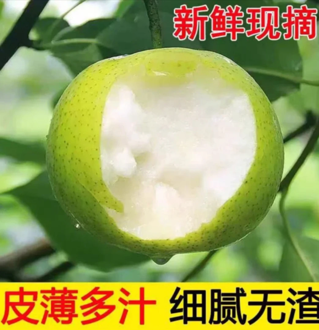 【顺丰包邮】正宗砀山梨现摘现发花翠冠皇冠青皮密安徽正宗砀山梨