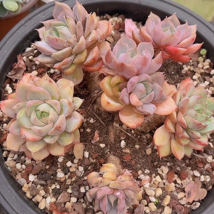 浪漫2650多肉植物