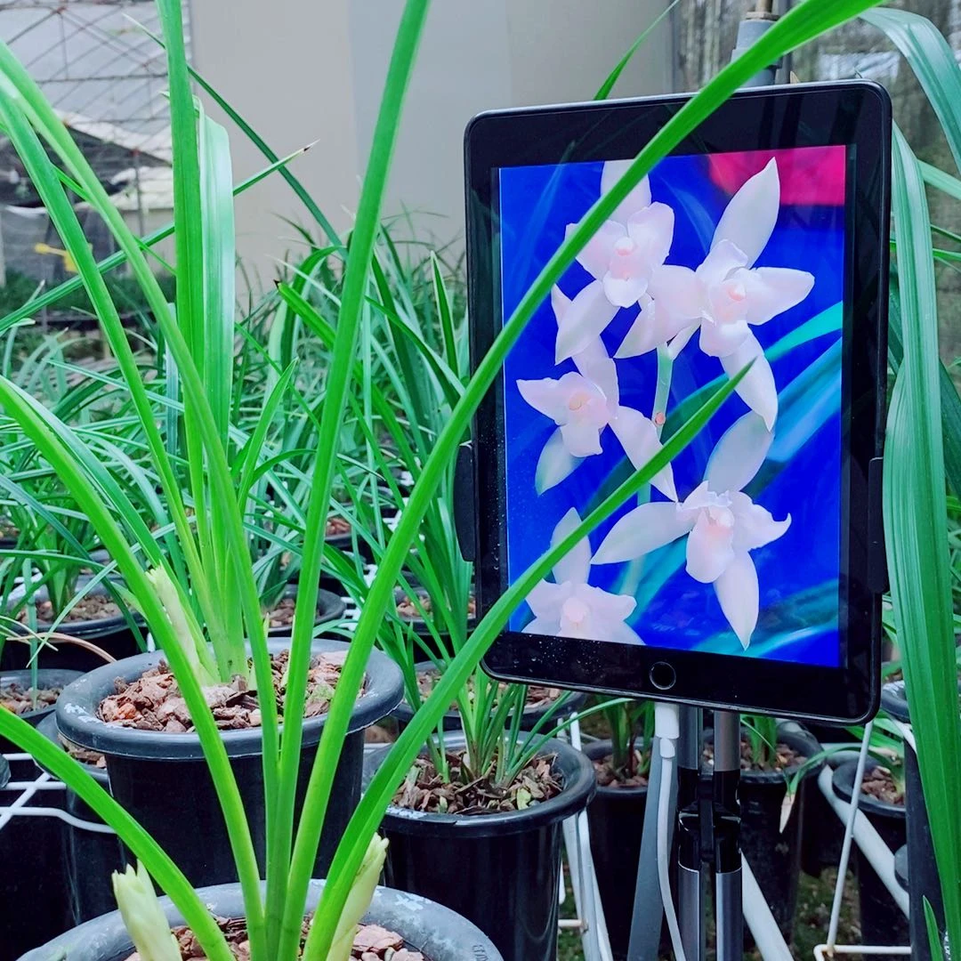 当前无花栽培后可以开花