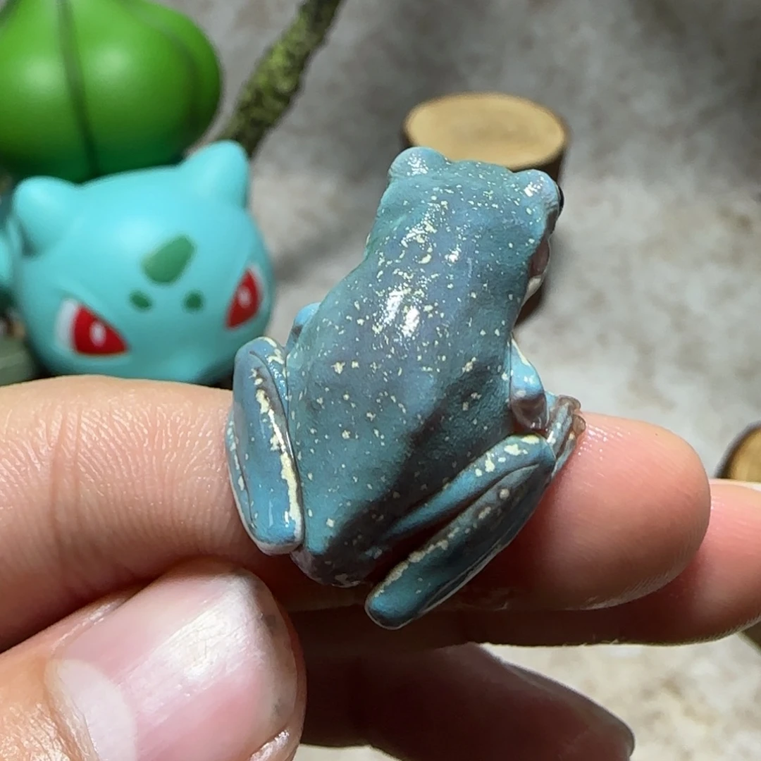 老爷树蛙4 魔鬼蓝暴雪