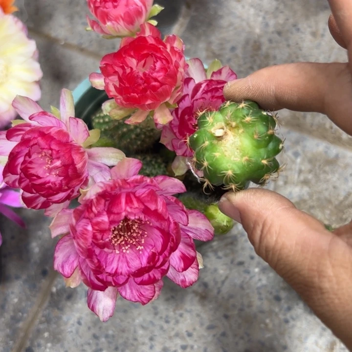 下218丽花仙子歪无根侧芽3公分左右20包邮