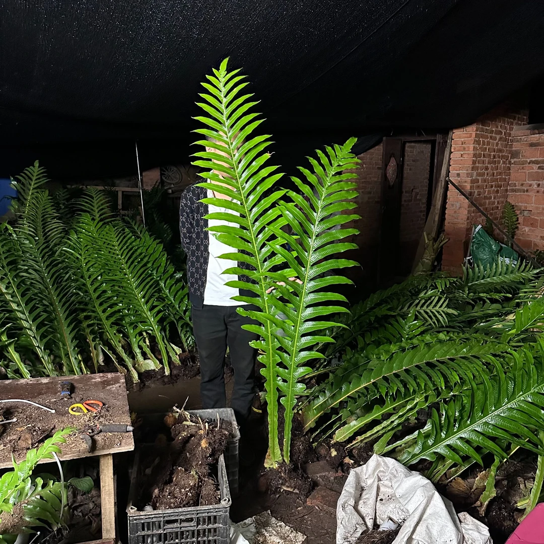 风筝室内绿植王冠蕨，好种好养简约懒人绿植四季常青