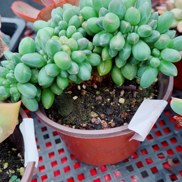 千代田缀多肉植物