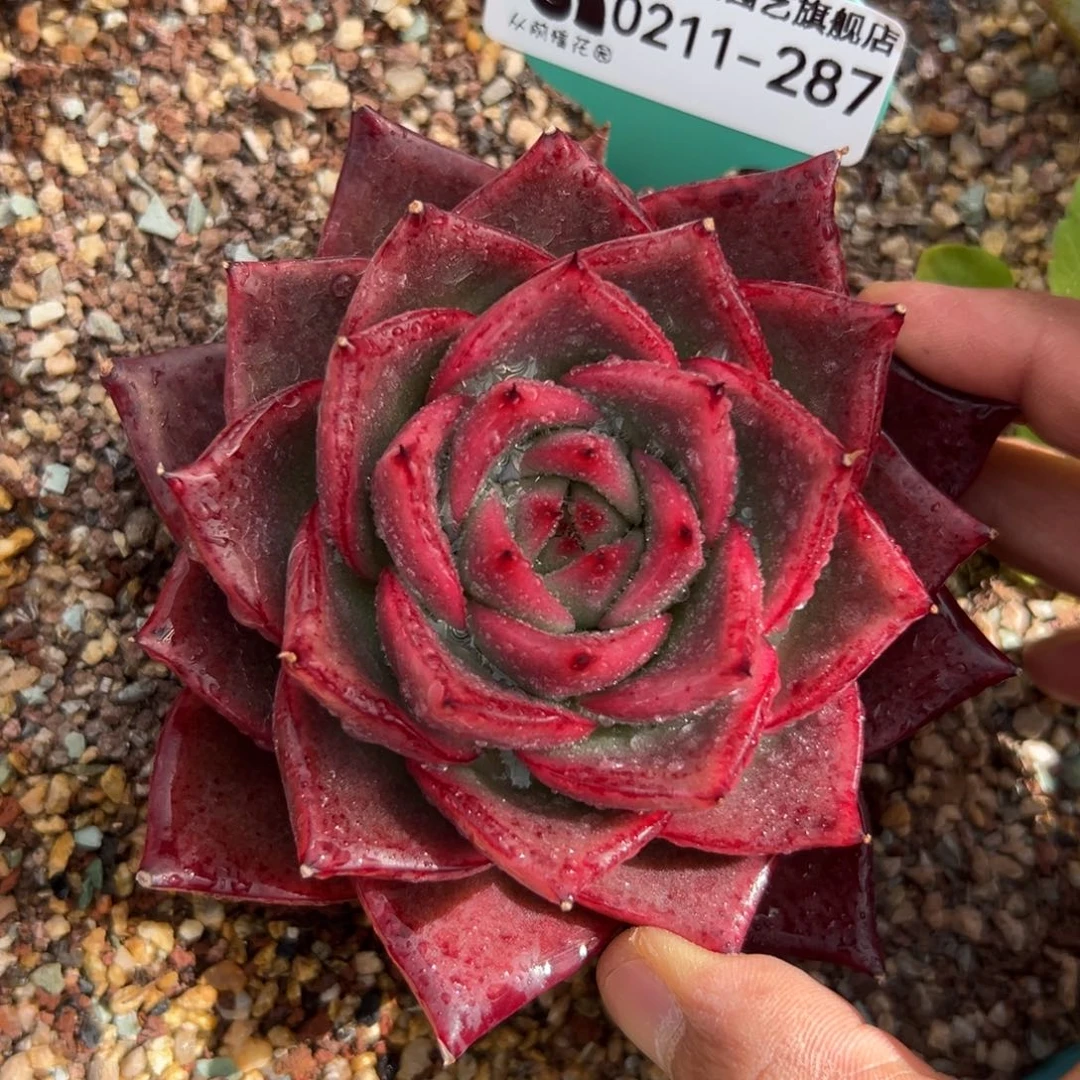 多肉精选一物一拍0211-287话梅