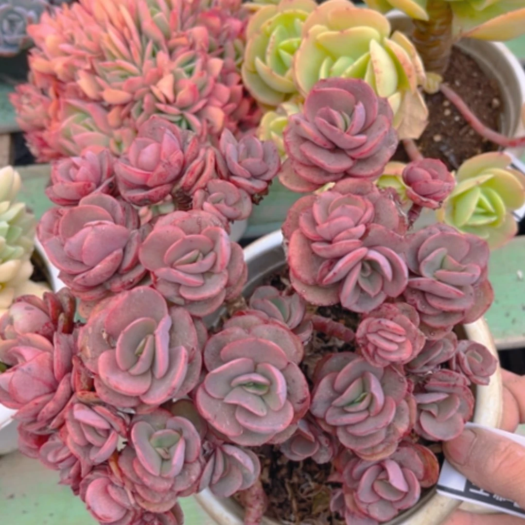 【闪购商品】秀妍0744