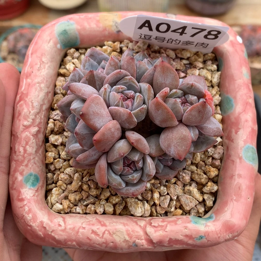 A0478 小脸群星影 九头有砍 7cm