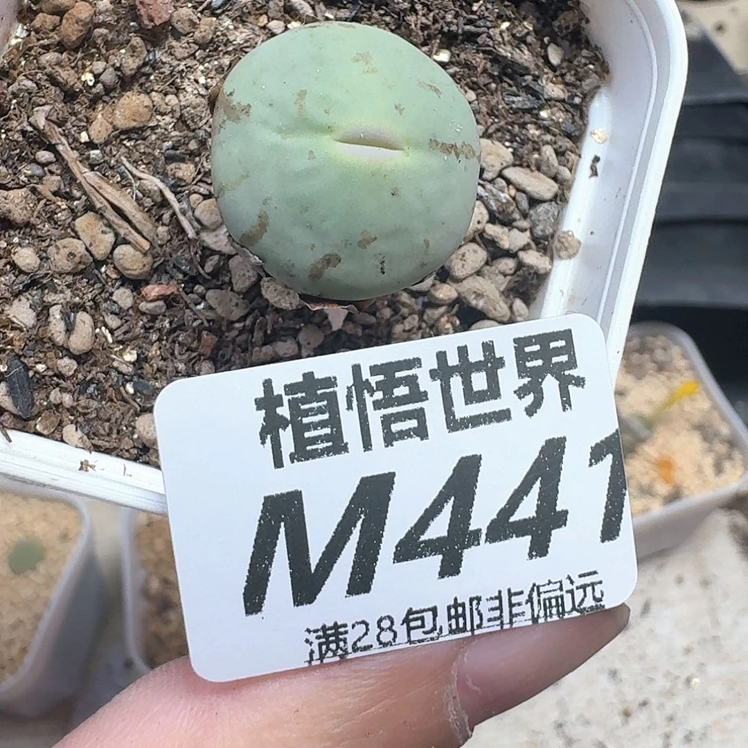 多肉植物的润泽dew