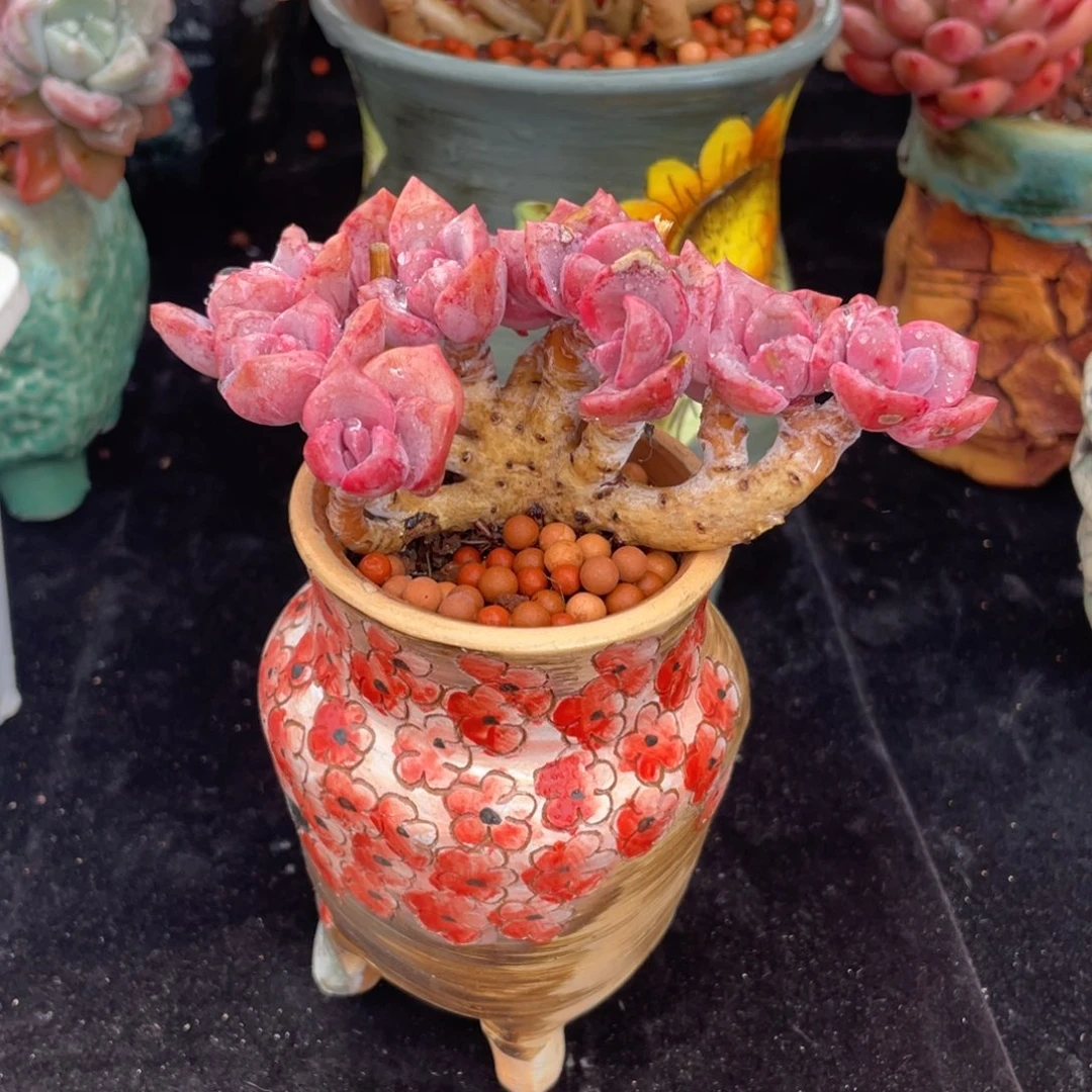 彩虹糖12头朵朵缀