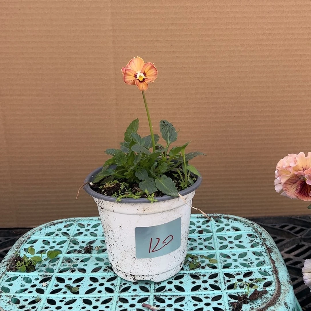 【闪购商品】完全开放120号