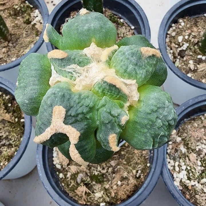 无花朵927叉尤白肌蛋怒牡丹西三