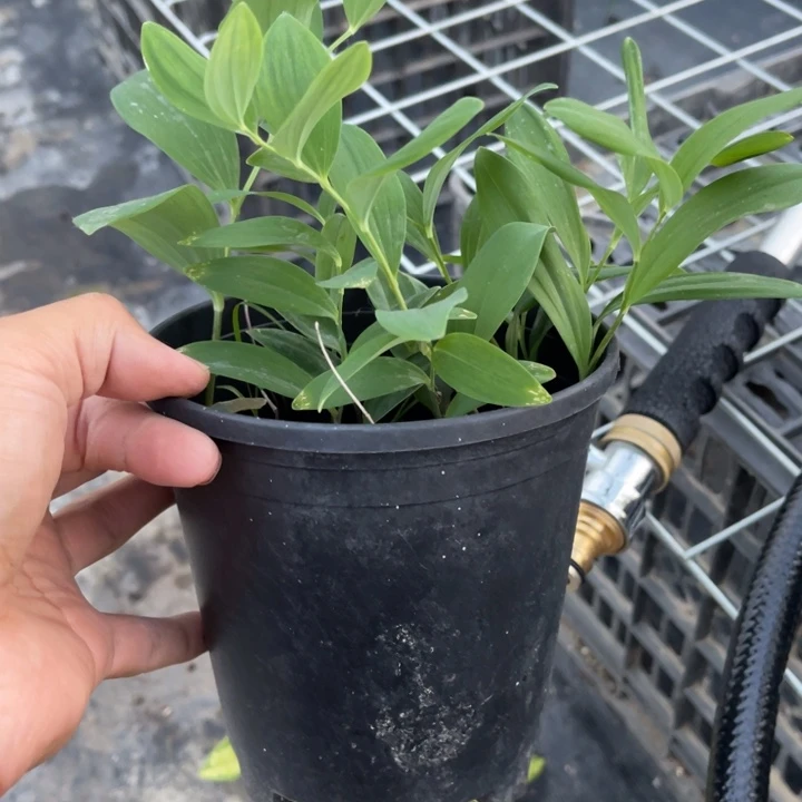 无花朵海盆栽植物