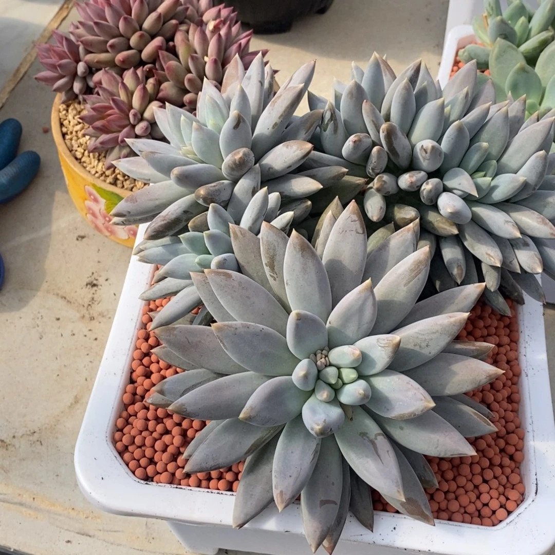 综合链接哥特萝莉