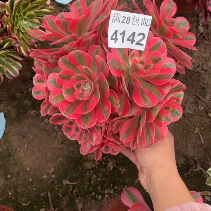 4142女巫多肉植物