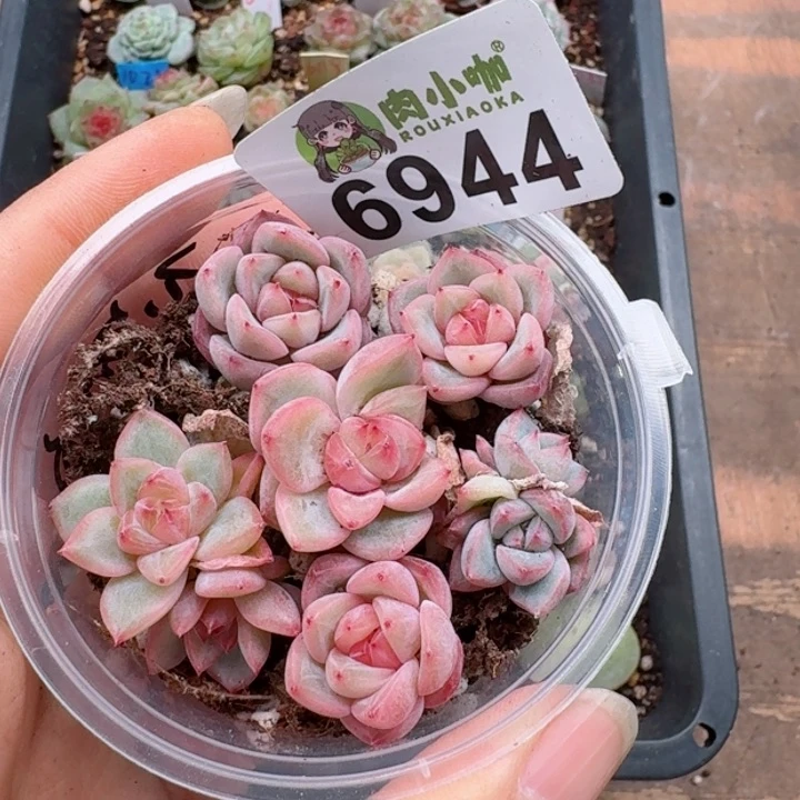 蓝****多肉植物多肉植物