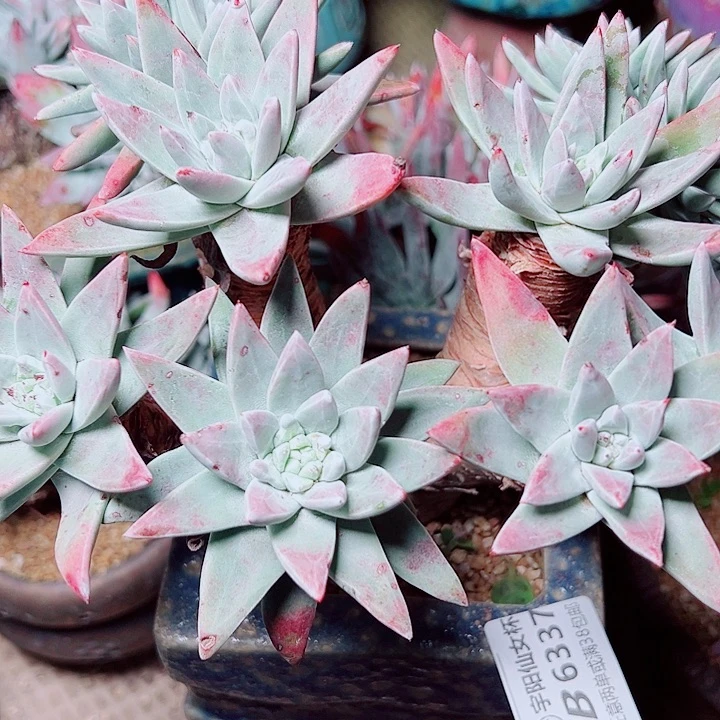 6337法锐苹果叶仙女杯多肉