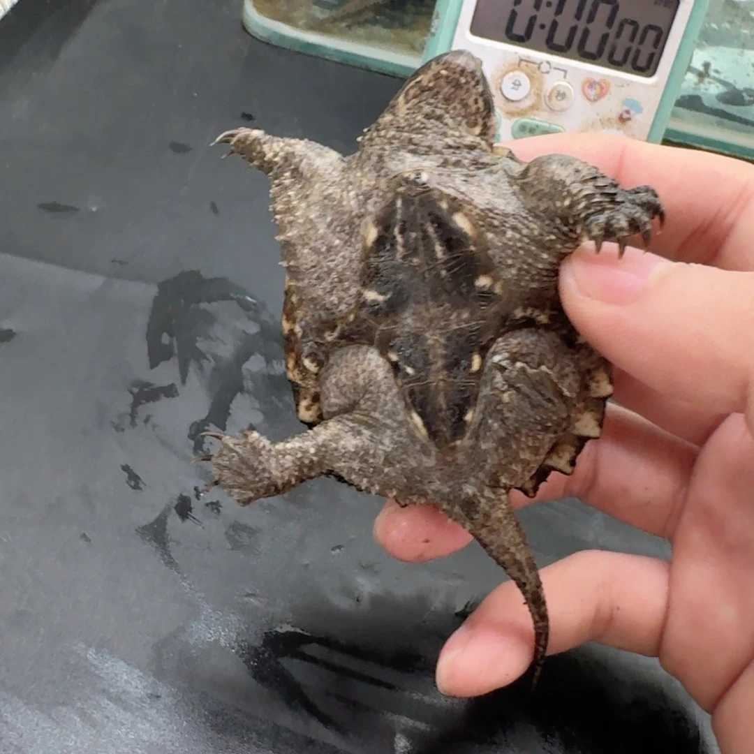 宠物龟不分公母111