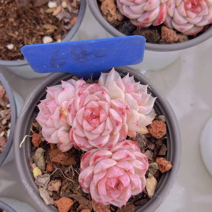 健健康康平平安安