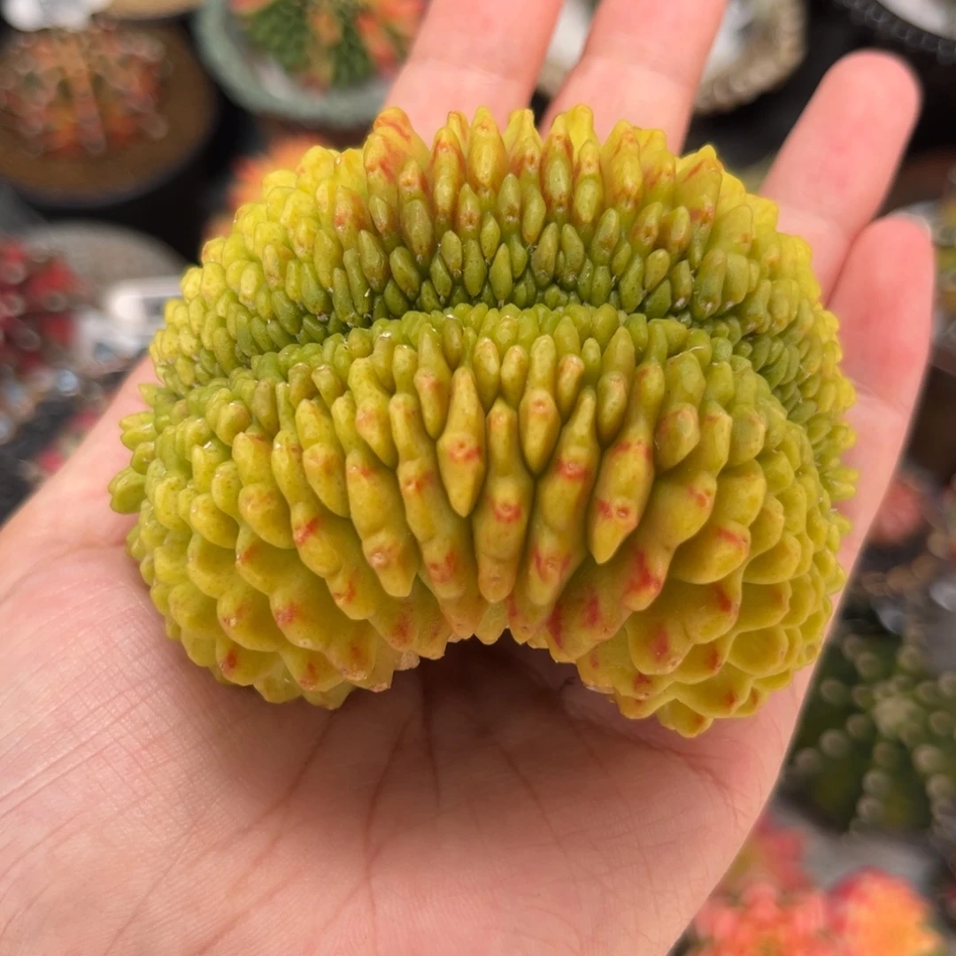 金黄体 米哈仙人球