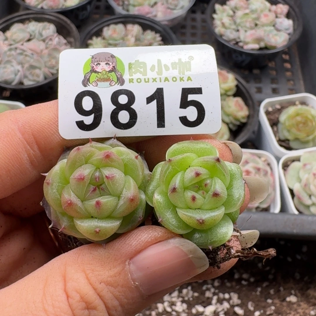 多肉植物多肉植物