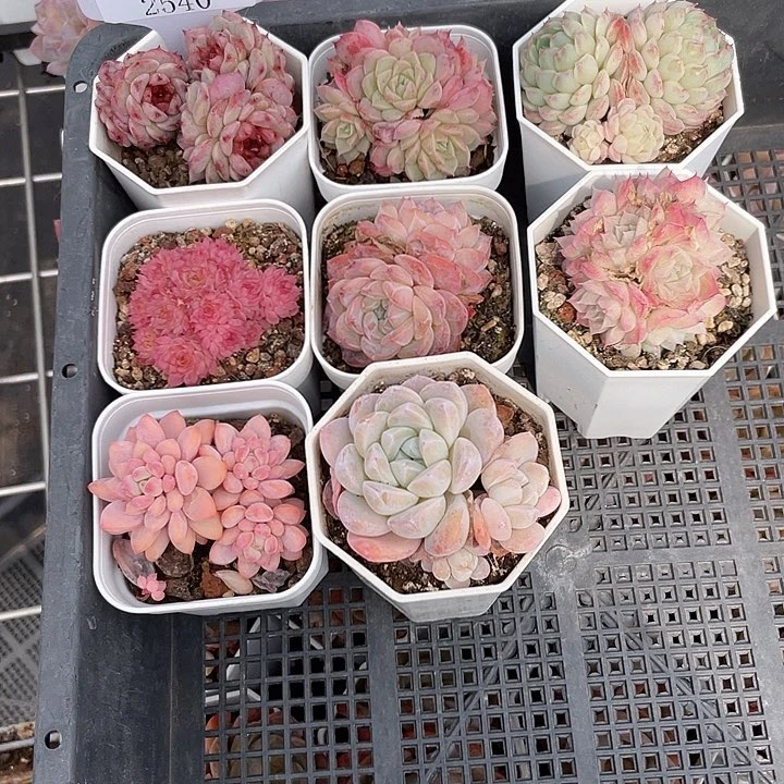 薇薇安园艺多肉2540