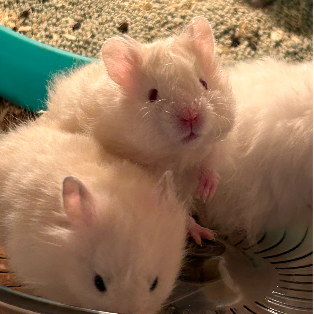 倍宠精选长毛金丝熊家养萌宠