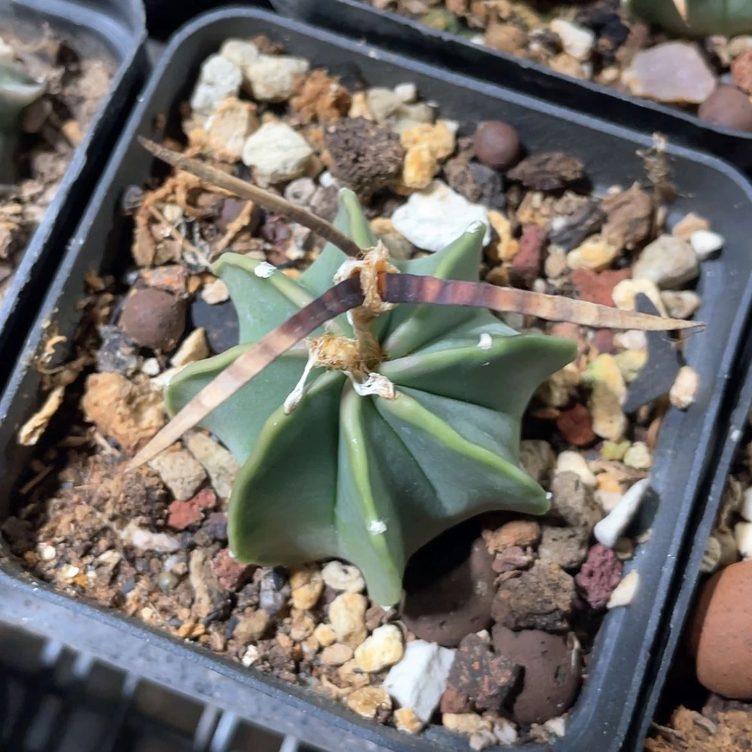 【闪购商品】实生水牛角大凤玉