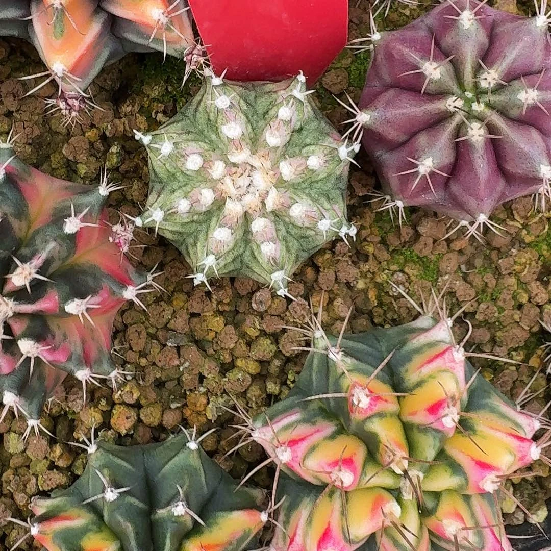 L417-1130广东发货