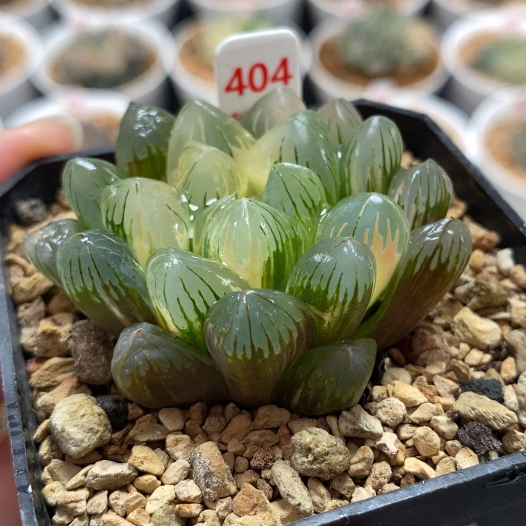 404老川玉露锦一物一图