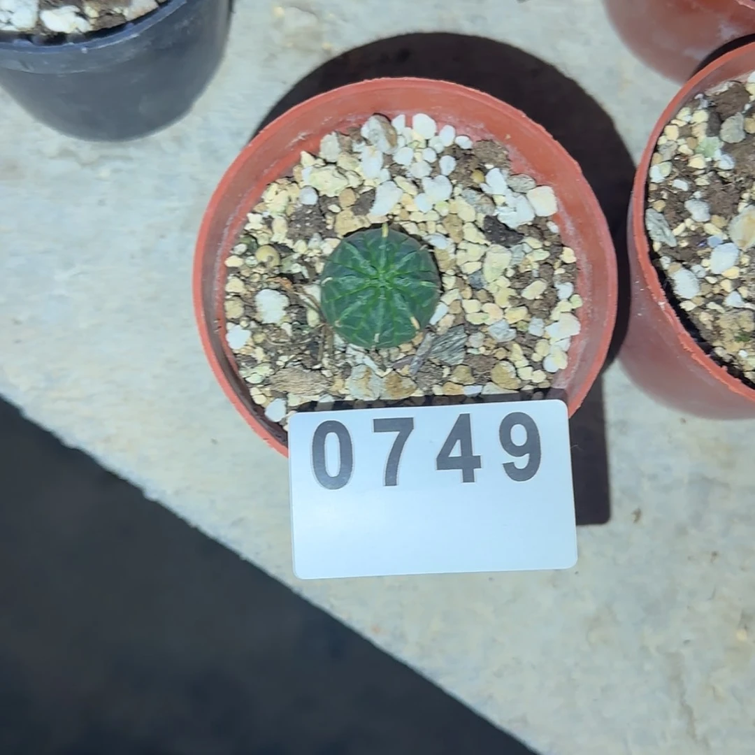 【闪购商品】d****g块根植物