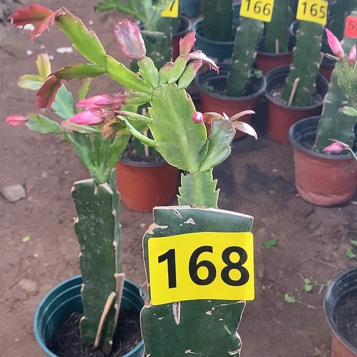 无花朵083/168号新疆不包邮