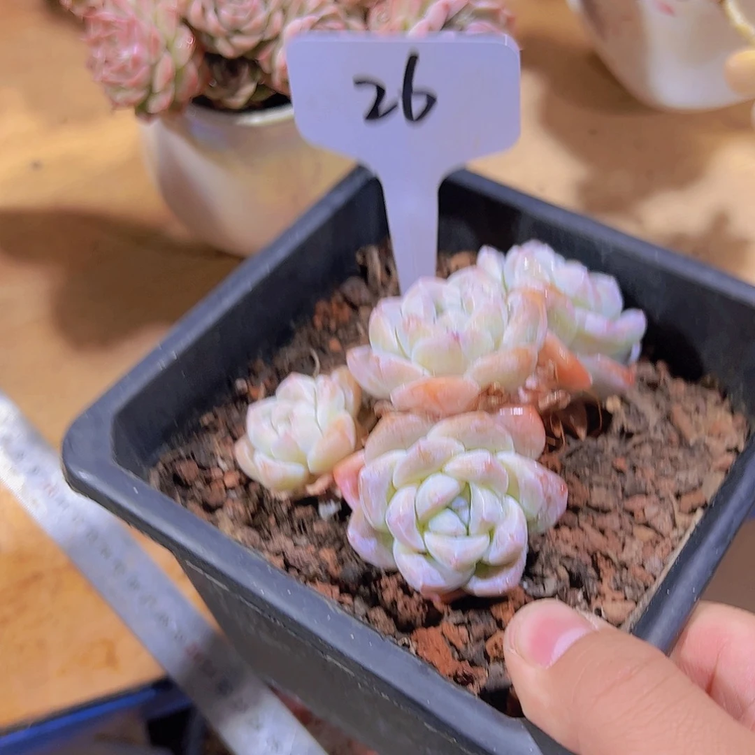 开****寻26冰玉。。。。。。